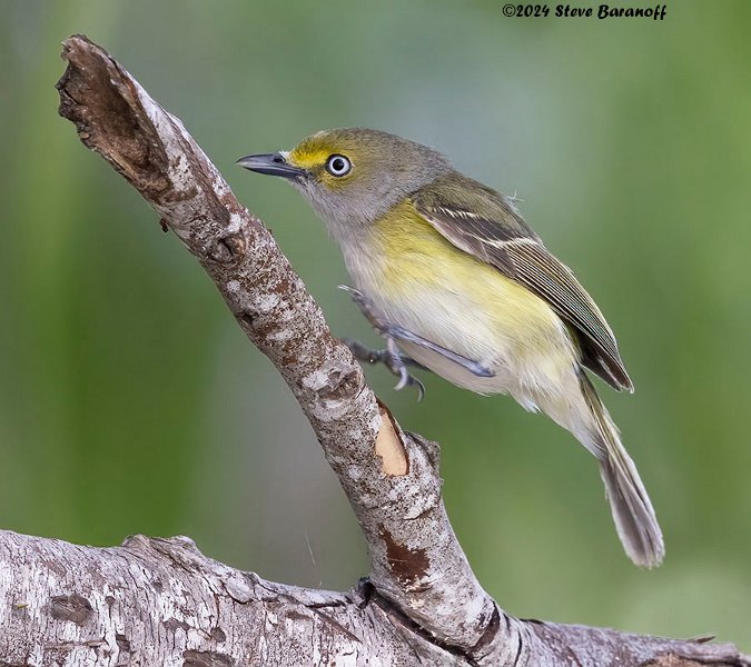 _B237712 white-eyed vireo.jpg